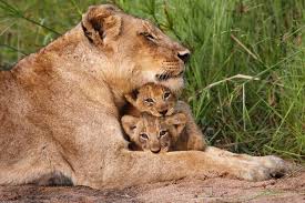 Amazing Lioness Kills Mom Baboon Adopts Baby News24