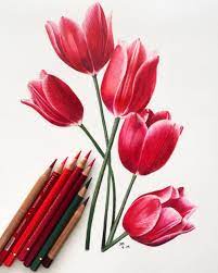 Bouquet Of Red Tulips In Colored Pencil 1 Hour Tutorial With Narration Jennifer Morrison Art On Patreon Flower Art Drawing Pencil Drawings Of Flowers Color Pencil Art