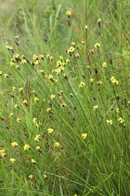 Image result for Xyris