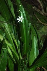 Image result for Chlorophytum macrophyllum