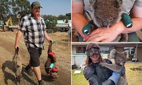 While kangaroos and other native australian to help the animals and wildlife more generally, including kangaroos, pets fleeing, and native fauna, here. Wildlife Rescuer Who Tricked A Journalist Into Wearing Goggles To Hold A Koala Reveals His Backlash Daily Mail Online