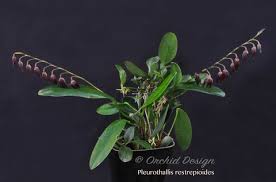 Image result for Pleurostylia africana