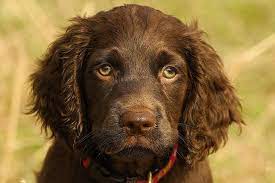 Greetings texas brown dog community! Boykin Spaniel Puppies For Sale Akc Puppyfinder