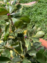 Image result for Millettia dura