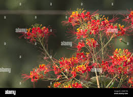 Image result for Fabaceae subfamily Caesalpinioideae