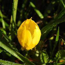 Conosciuta anche con i nomi cresta di. Piante A Fiori Gialli