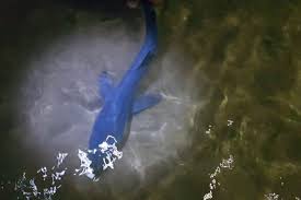 Bébé requin bébé velours bébé requin bébé d'amour. Grau Du Roi Le Bebe Requin Bleu N A Pas Survecu Objectif Gard