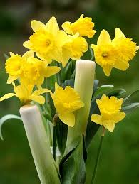 St David S Day 2020 Welsh Traditions Medieval Miracles And How Leeks Became An Iconic Symbol With Images Saint David