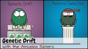 Amoeba sisters genetic drift answer key. Genetic Drift Youtube