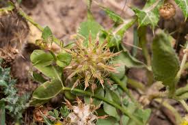 Image result for Trifolium spumosum