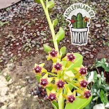 Image result for Orbea umbracula