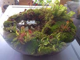 Read on to discover the best carnivorous plants for a terrarium. Carnivorous Plants Terrarium Carnivorous Plants Terrarium Carnivorous Plants Carnivorous Plants Care