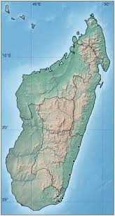 Image result for Phyllanthus bernierianus