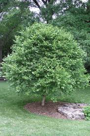 The japanese blueberry tree grows well in most soil types but prefers a soil ph of 6.6 to 7.8. Small Trees To Provide Big Landscape Impact