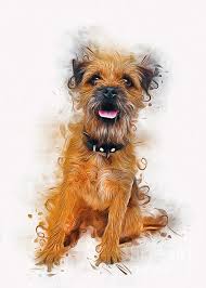 We have in stock ascaso dream parts, ascaso basic parts, ascaso grinders parts and can send world wide.ascaso spare parts for ascaso arc. Border Terrier Duvet Cover For Sale By Ian Mitchell