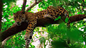 Magnificent Jaguars Roam Throughout The Country S Lush Rainforest Junglecat Animals Wild Cockscomb Basin Wildlife Sanctuary Animals Beautiful