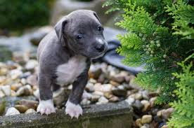 American staffordshire terrier blue line. American Staffordshire Welpen Blue Line Hunde Kleinanzeigen Net