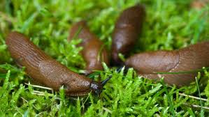 Was Hilft Gegen Nacktschnecken Im Garten Ndr De Ratgeber Garten Schadlinge