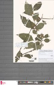 Image result for Phaulopsis imbricata