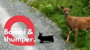 Wild Deer And Bunny Dubbed Real Life Bambi And Thumper Swns Youtube