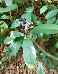 Image result for Chassalia umbraticola