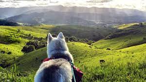 Dipsea, steep ravine, and matt. 6 Best Dog Friendly Hikes Near San Jose Ca The Dog People By Rover Com