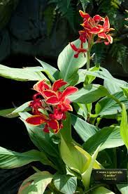 Although not a true lily (even though commonly called canna lily), the canna plant is every bit as showy. Pin On Plants Garden