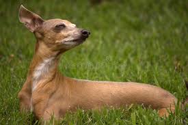 Grooming the mini italian greyhound can be quite easy, as it only needs to keep its coat clean and silky by simply rubbing it down with a towel. 168 Miniature Greyhound Photos Free Royalty Free Stock Photos From Dreamstime