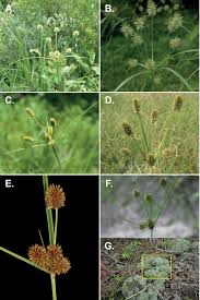 Image result for Cyperus