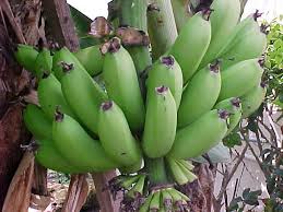 Image result for Musa sp. (Ornamental bananas)