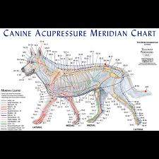 30 You Will Love Acupressure Body Chart