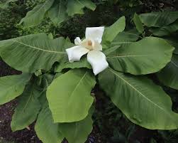 Image result for Carvalhoa macrophylla