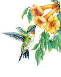 Maybe you would like to learn more about one of these? Learn To Draw Garden Birds Colouring Pencils Set Drawing Made Easy Kit Ame101 Ebay Bird Drawings Hummingbird Art Colored Pencil Artwork