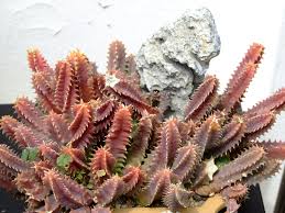 Image result for Ceropegia conrathii