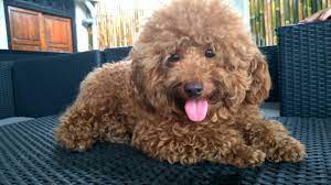 A Dog Or Fried Chicken Lihat Anehnya Anjing Ini Youtube