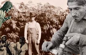 It is not without reason that alcohol, as we have. A Brief Global History Of The War On Cannabis Halal Watch World News