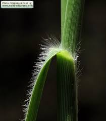 Image result for Panicum repens