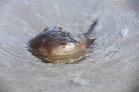 Pin On Horseshoe Crab