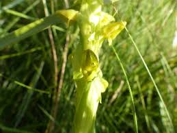 Image result for Habenaria arenaria