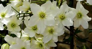 Full sun or partial shade. Best Evergreen Clematis For All Year Round Colour Pyracantha Co Uk
