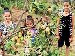 Most apple trees from garden centres are grafts of mature fruiting branches on to 3 year old seedlings. Apples Blossom In Kutch As Farmer S Trial Bears Fruits Rajkot News Times Of India