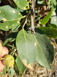 Image result for Boscia matabelensis