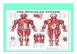 Pdf_ The Muscular System Giant Chart Book E Books_online 674