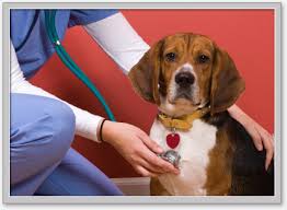 Prices were high and care was second rate. Pet Emergency Services In Wa Id Or Affordable Emergency Vet Clinic