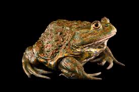 Image result for Toddaliopsis