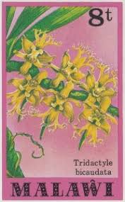 Image result for Tridactyle bicaudata