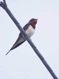 目の合い方 鳥 かわいい 野鳥観察 ツバメ