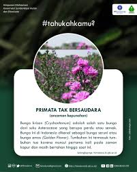 We did not find results for: Bunga Krisan Himakova