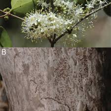 Image result for Warneckea cordiformis