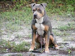 Puppies are relatively inexpensive compared to other breeds. Pin On Pit Bull Pride